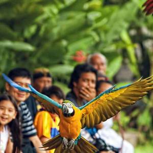 Bali Bird Park Tour