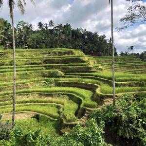 Half Day Ubud And Tanah Lot Tour