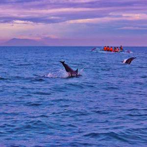 Full Day Watching Dolphin Tour