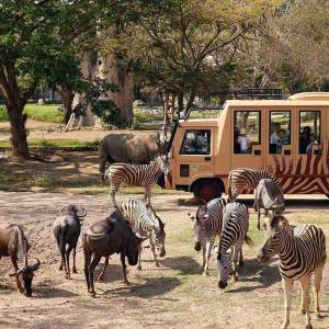 Bali Safari And Marine Park Tour